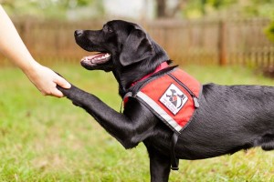 training-service-dogs